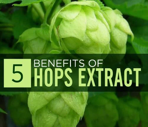 humulus lupulus benefits