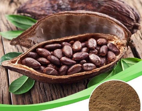 cocoa extract theobromine cocoa extract theobromine