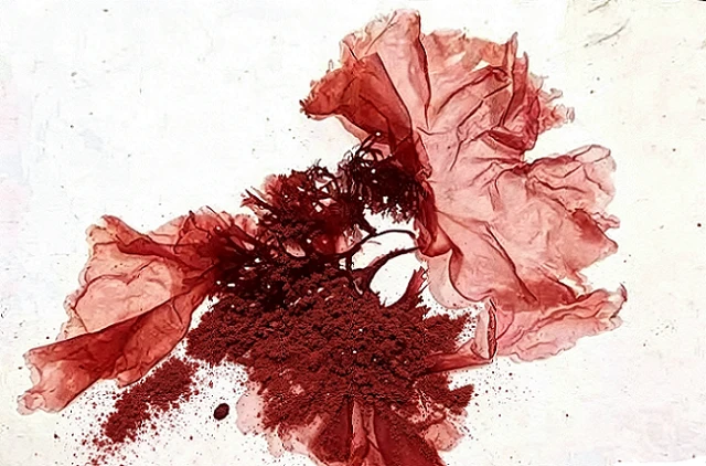 Red Algae Extract Red Algae Extract