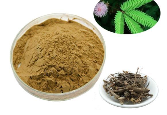Порошок корня корня Mimosa Hostilis